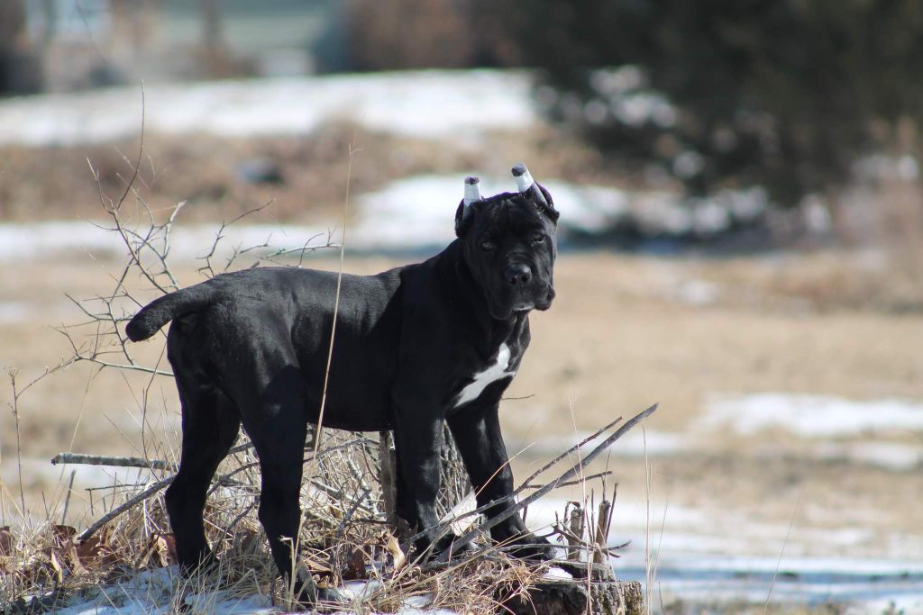 Shinning Des Descendants De Fenrir