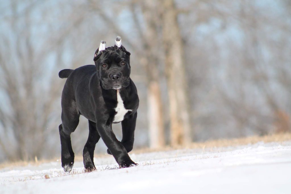 Shinning Des Descendants De Fenrir