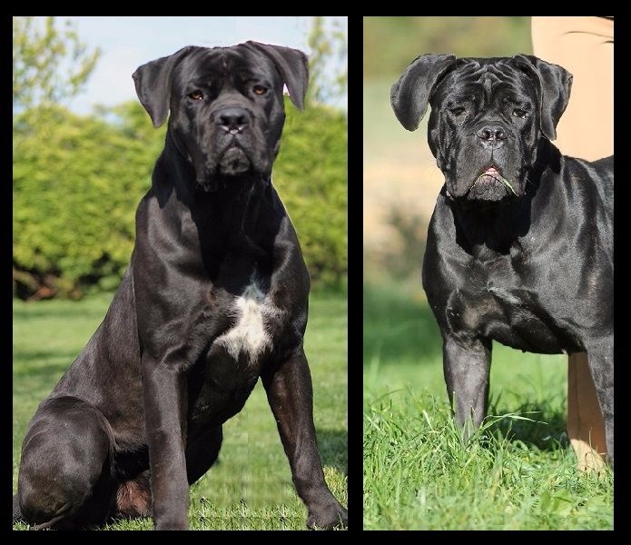 du Coliseum de Cassiopé - Cane Corso - Portée née le 09/09/2016