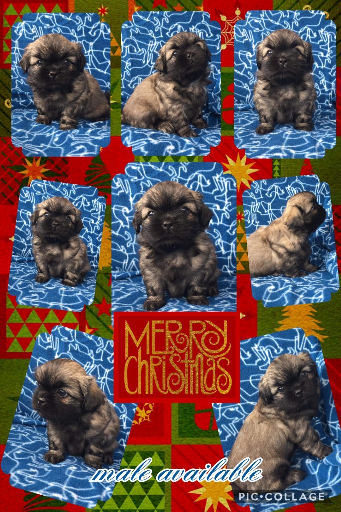 du Coliseum de Cassiopé - Epagneul tibetain - Portée née le 11/11/2020