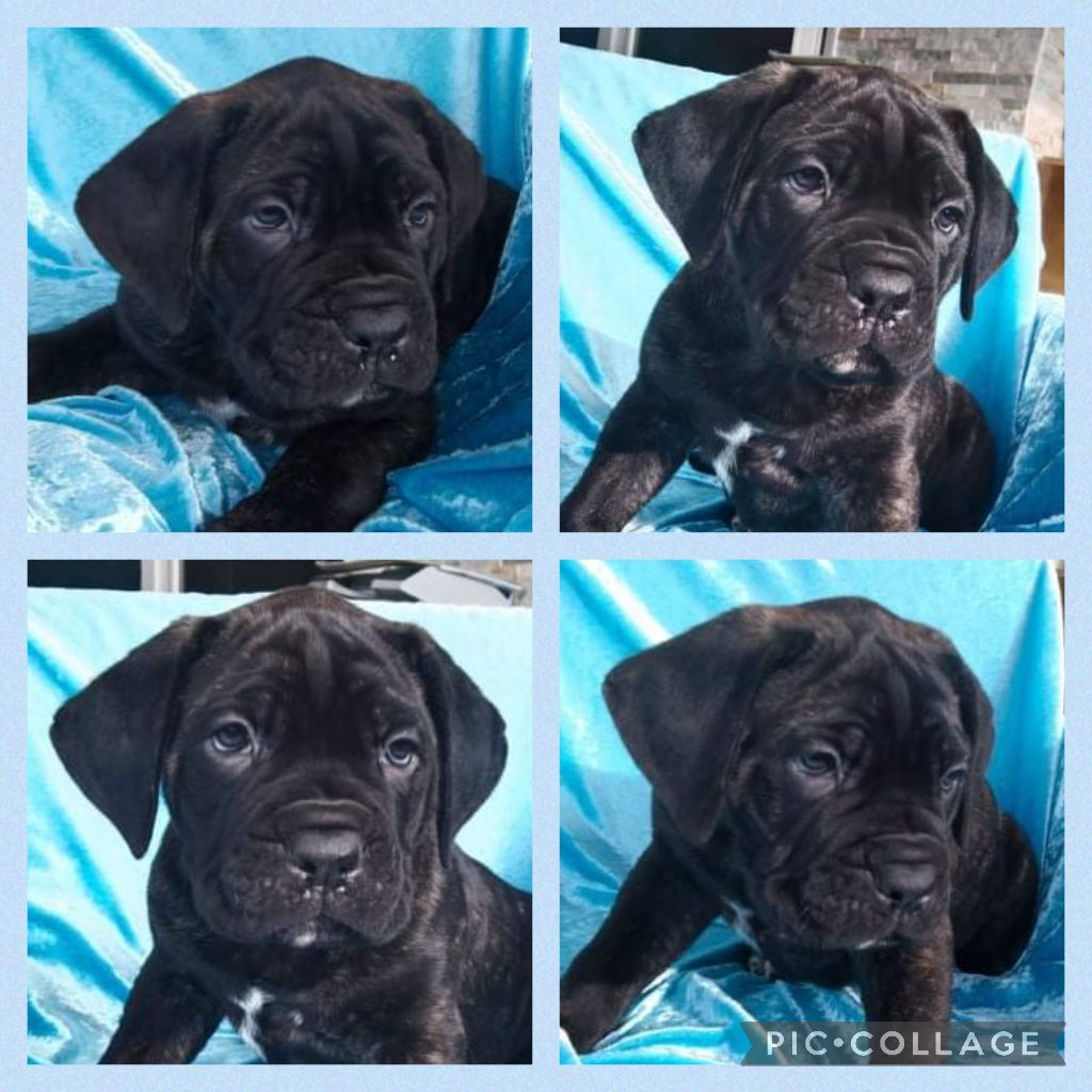 du Coliseum de Cassiopé - Cane Corso - Portée née le 09/12/2021